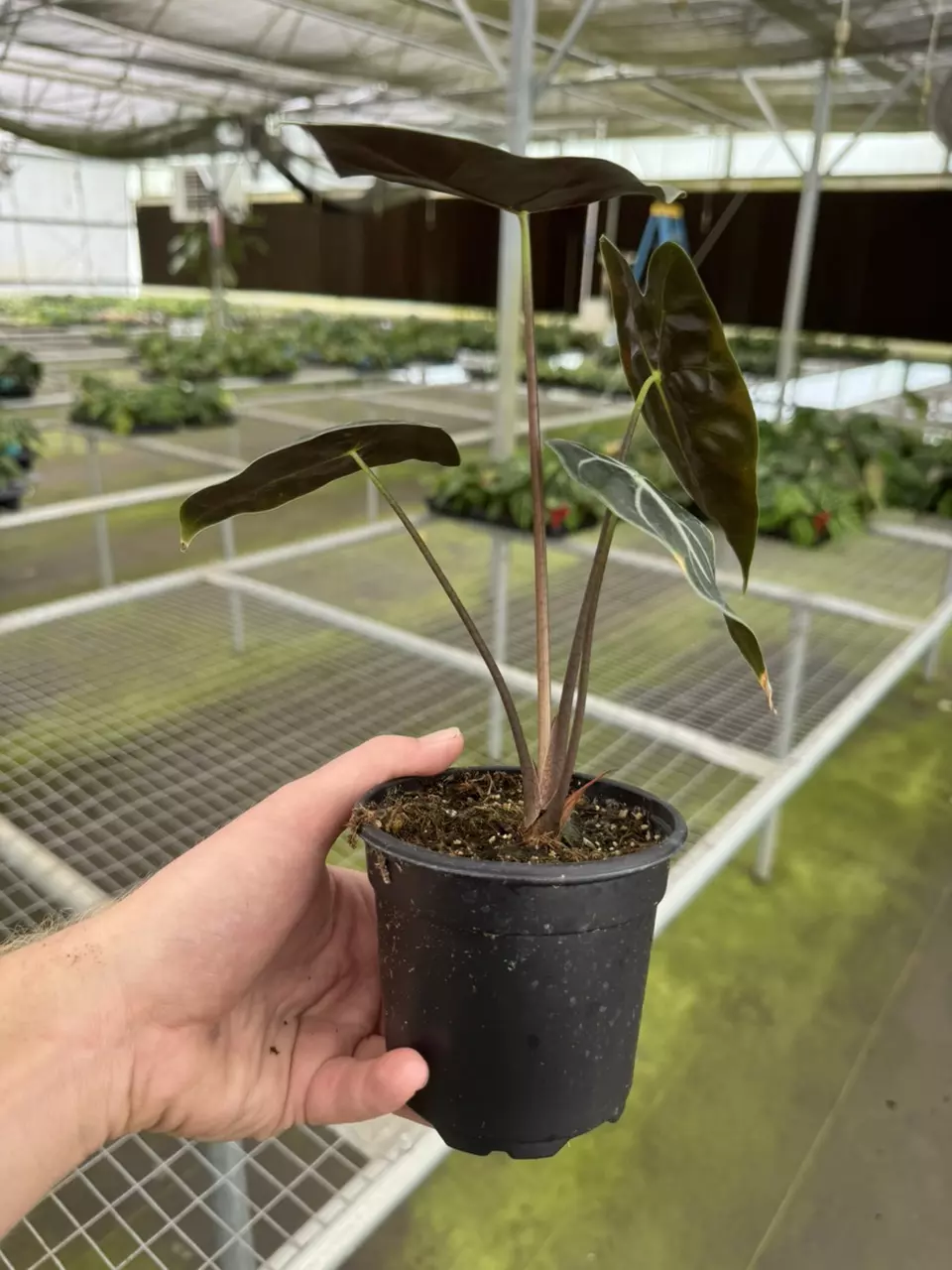 plant/Alocasia watsoniana purple vein 4” pot growers choice-6