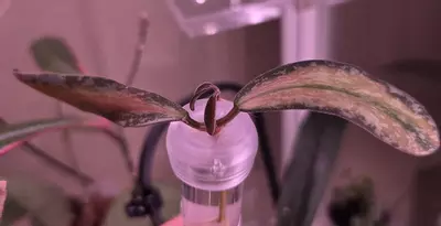 plant/Hoya Sigillatis Inner Variegated Top Cut-0-thumbnail