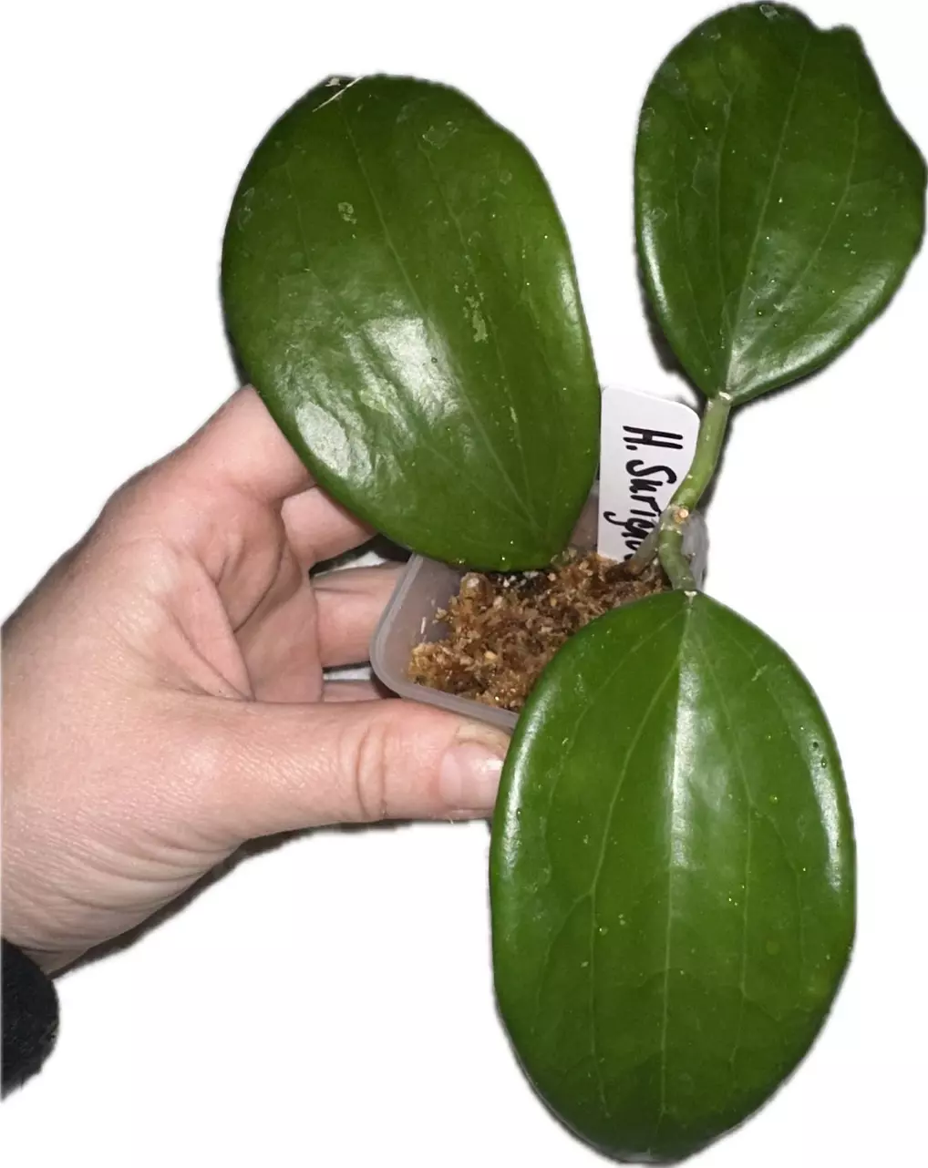 plant/Hoya  Surigaoensis—Free Shipping-2