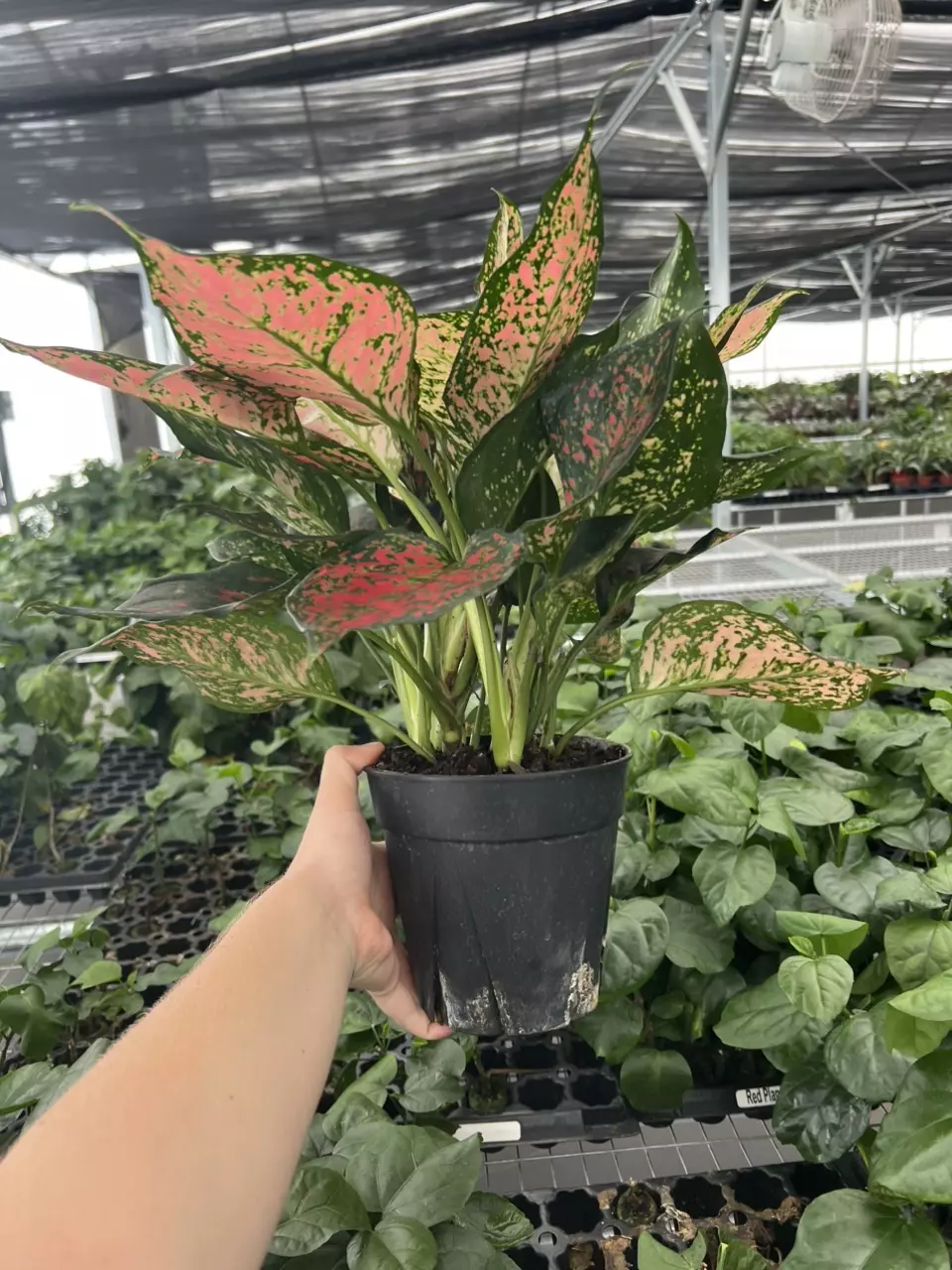 plant/Aglaonema wishes 6” pot growers choice-6