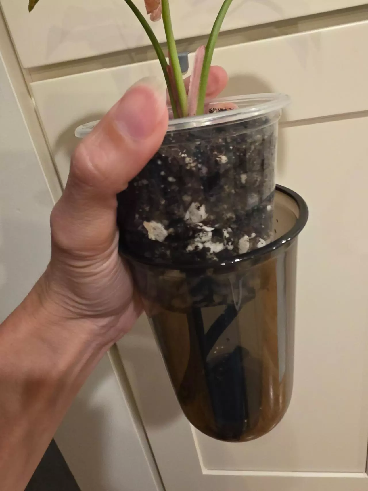 plant/3.5" self-watering cup/pot-1