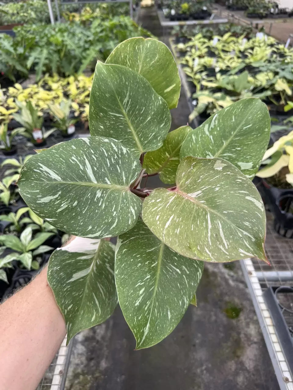 plant/Philodendron white knight marble 4” pot specific plant-0