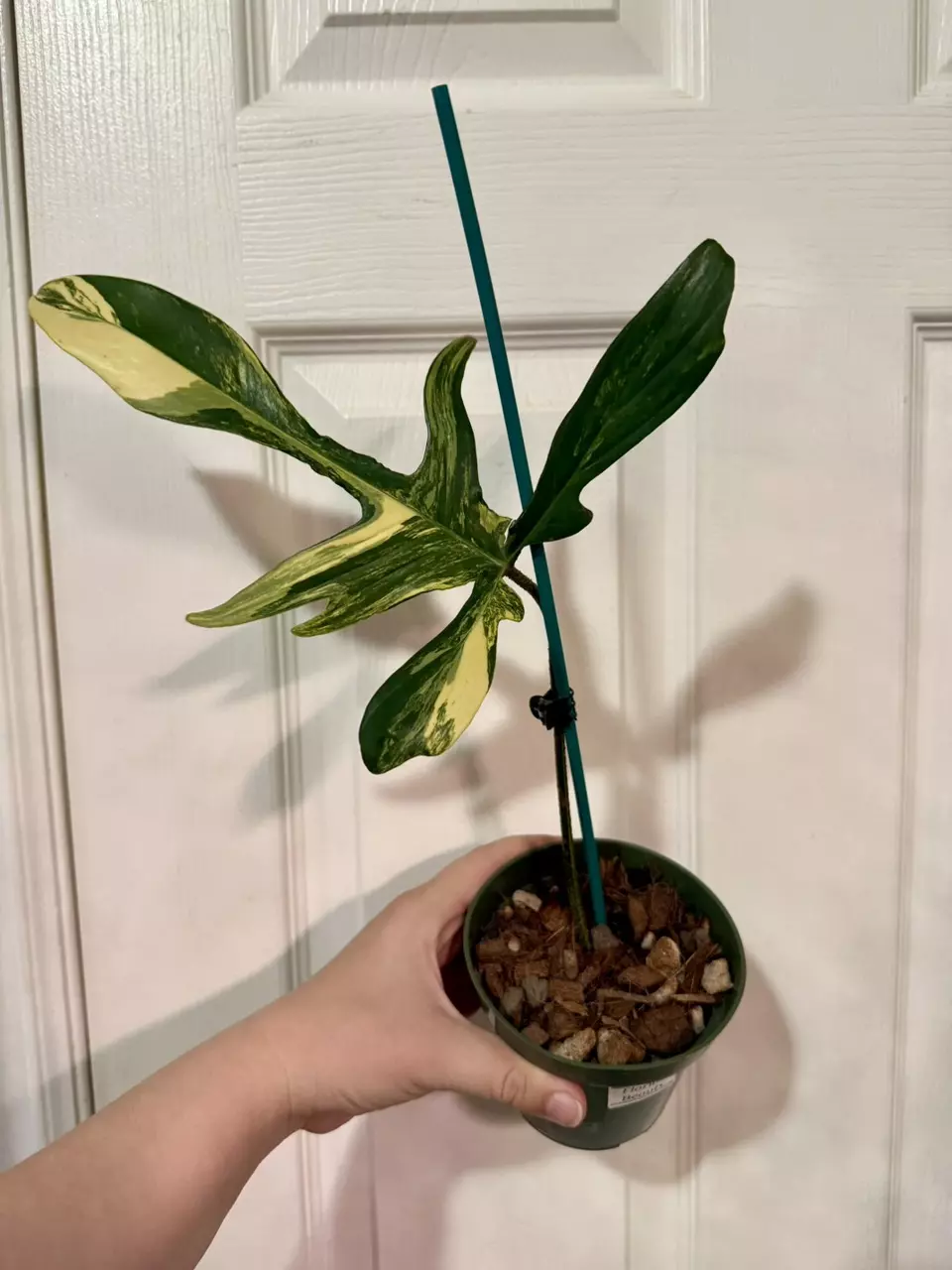plant/Philodendron Florida Beauty-0