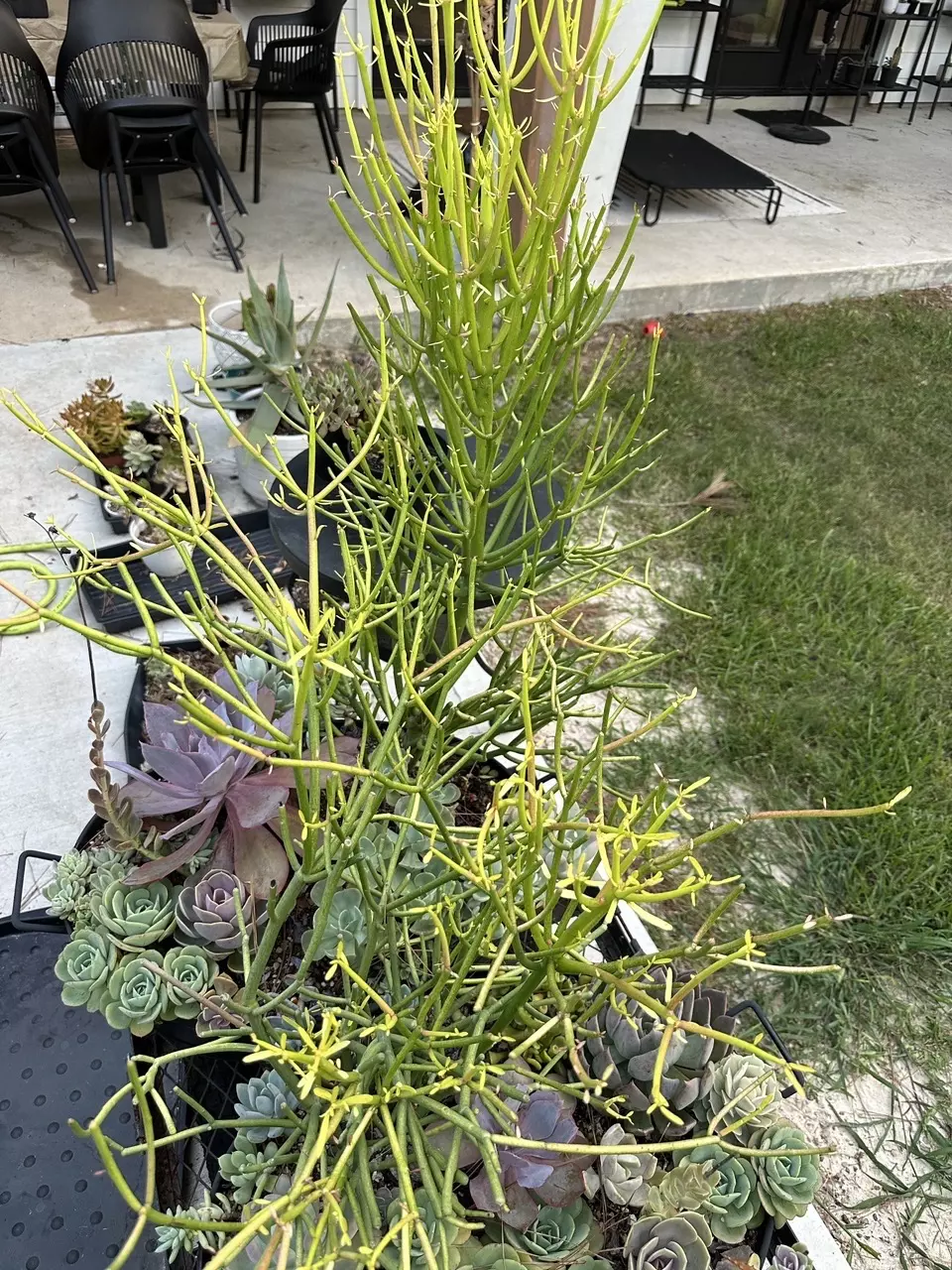 plant/4 cuttings! Fire Stick cuttings- ready to plant-1