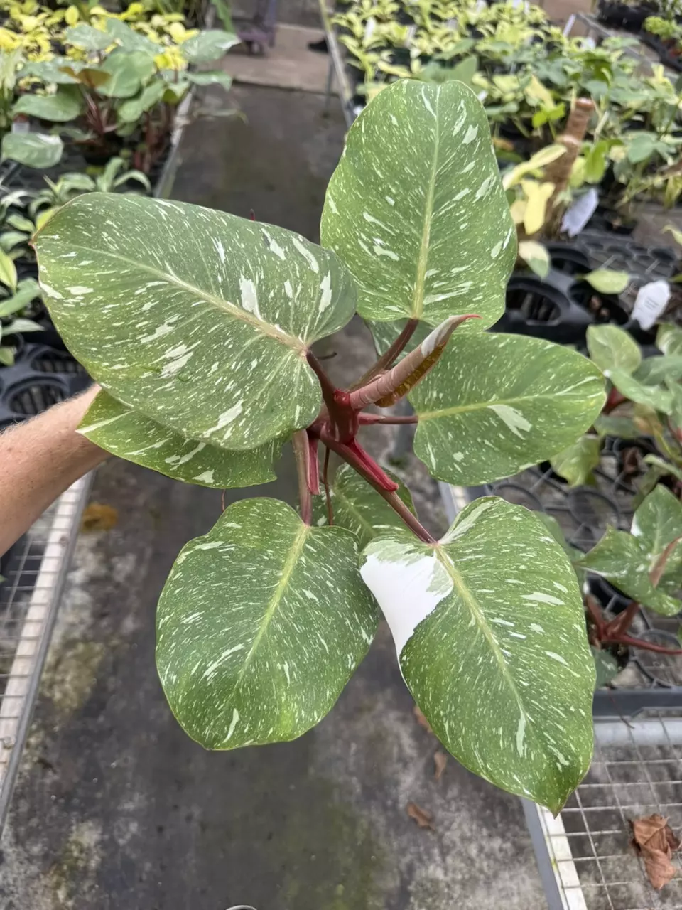 plant/Philodendron white knight marble 4” pot specific plant-1
