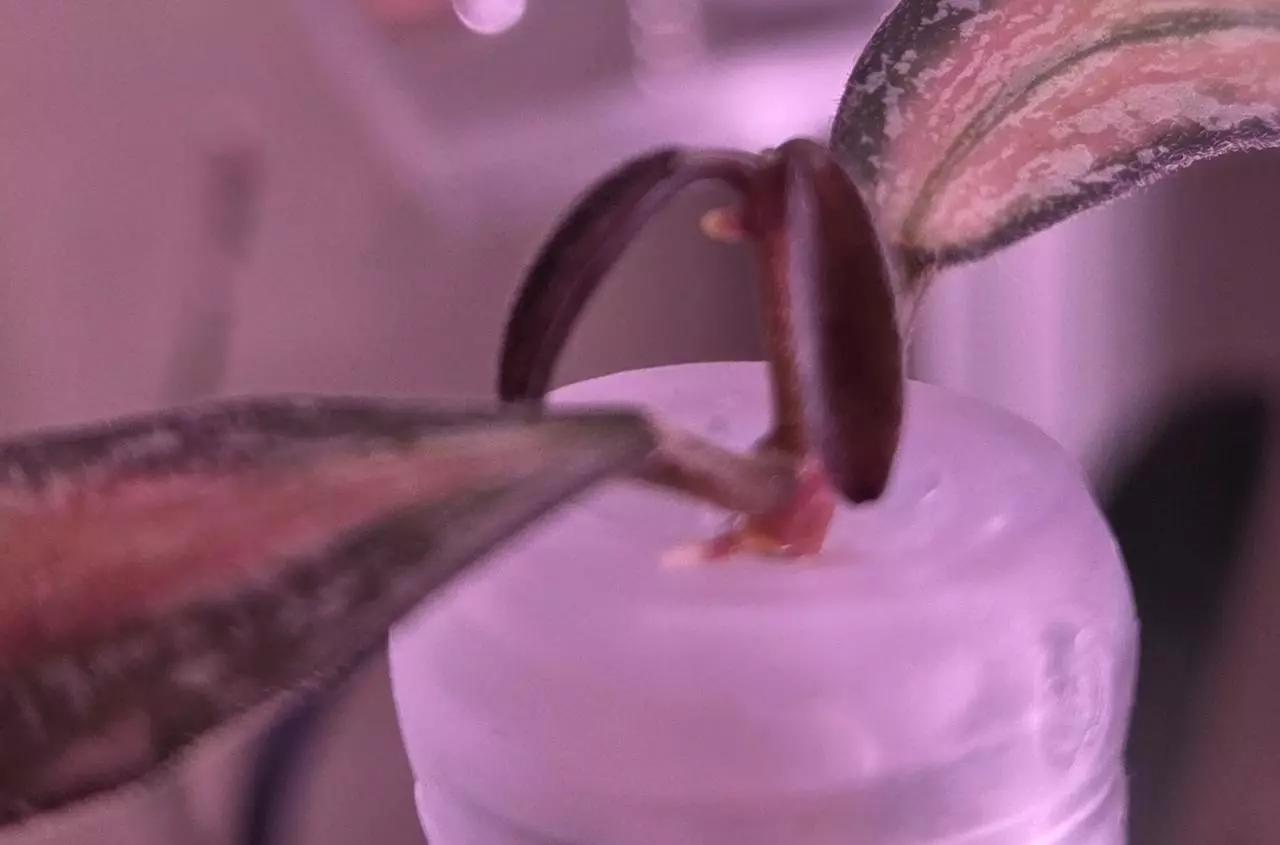 plant/Hoya Sigillatis Inner Variegated Top Cut-1