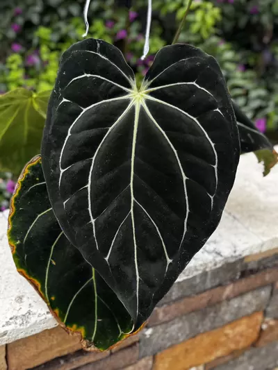 free_shipping/Dressleri rg f1A x carlablackiae Amanda seed-1-thumbnail