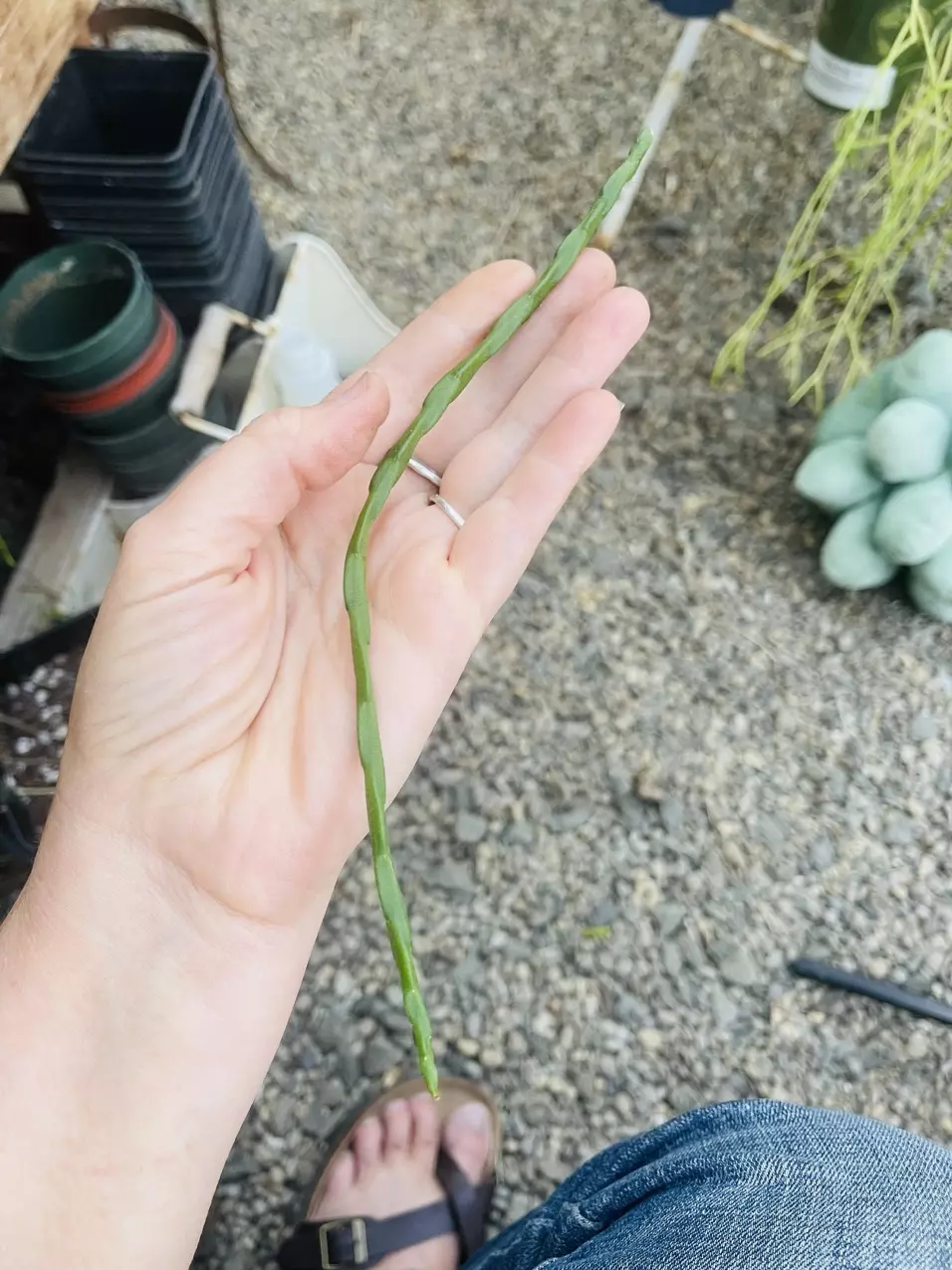 plant/Rhipsalis Pacheco Leonis ssp. Catenulata cutting-0