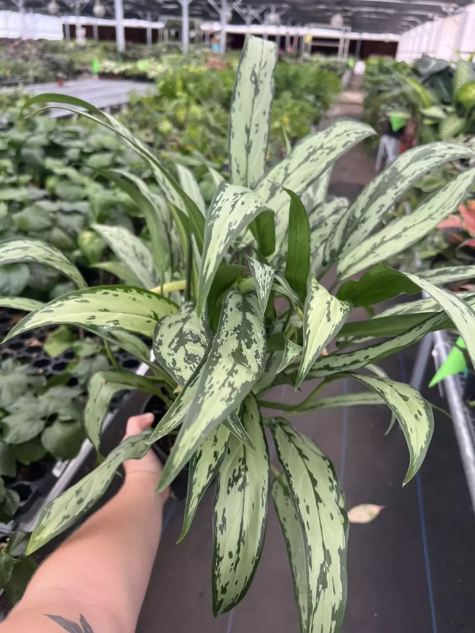 plant/Aglaonema cutlass 6” pot growers choice-1