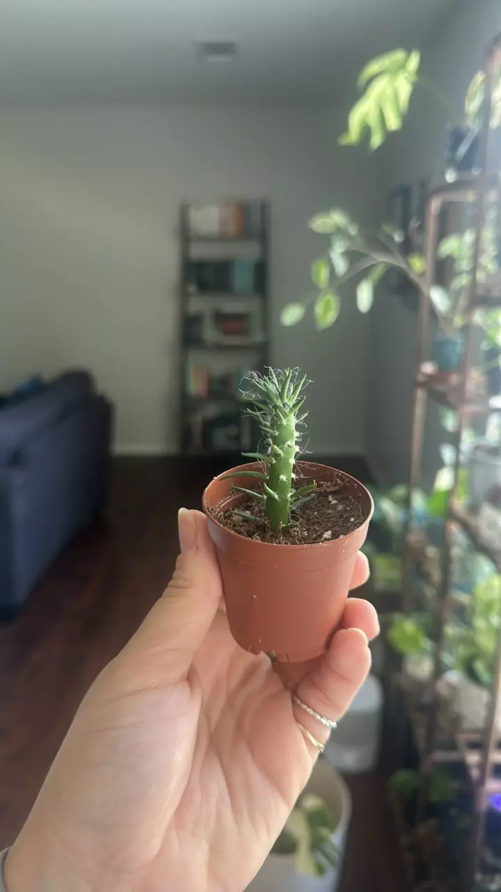 plant/Eve’s Needle Cacti-0
