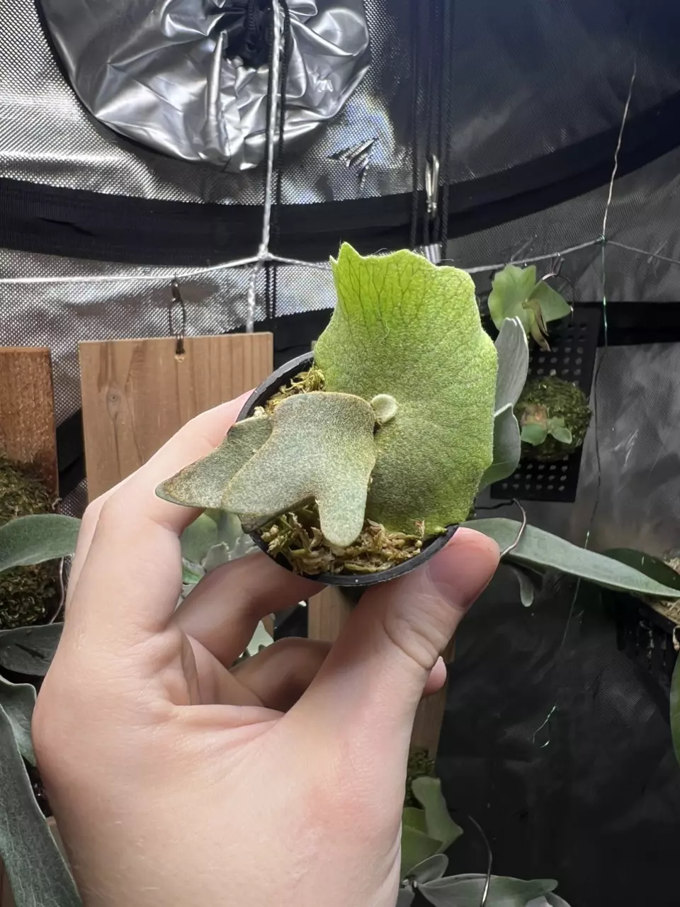 plant/Platycerium Jewel || Rare Dwarf Platycerium-0