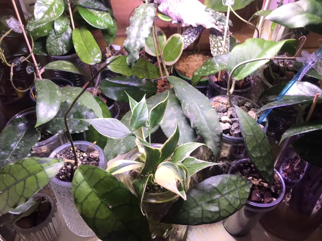 plant/Mystery hoya cuttings bundle 3x-1