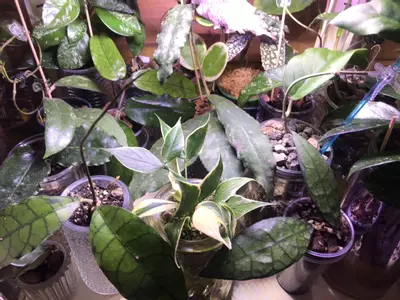 plant/Mystery hoya cuttings bundle 3x-1-thumbnail