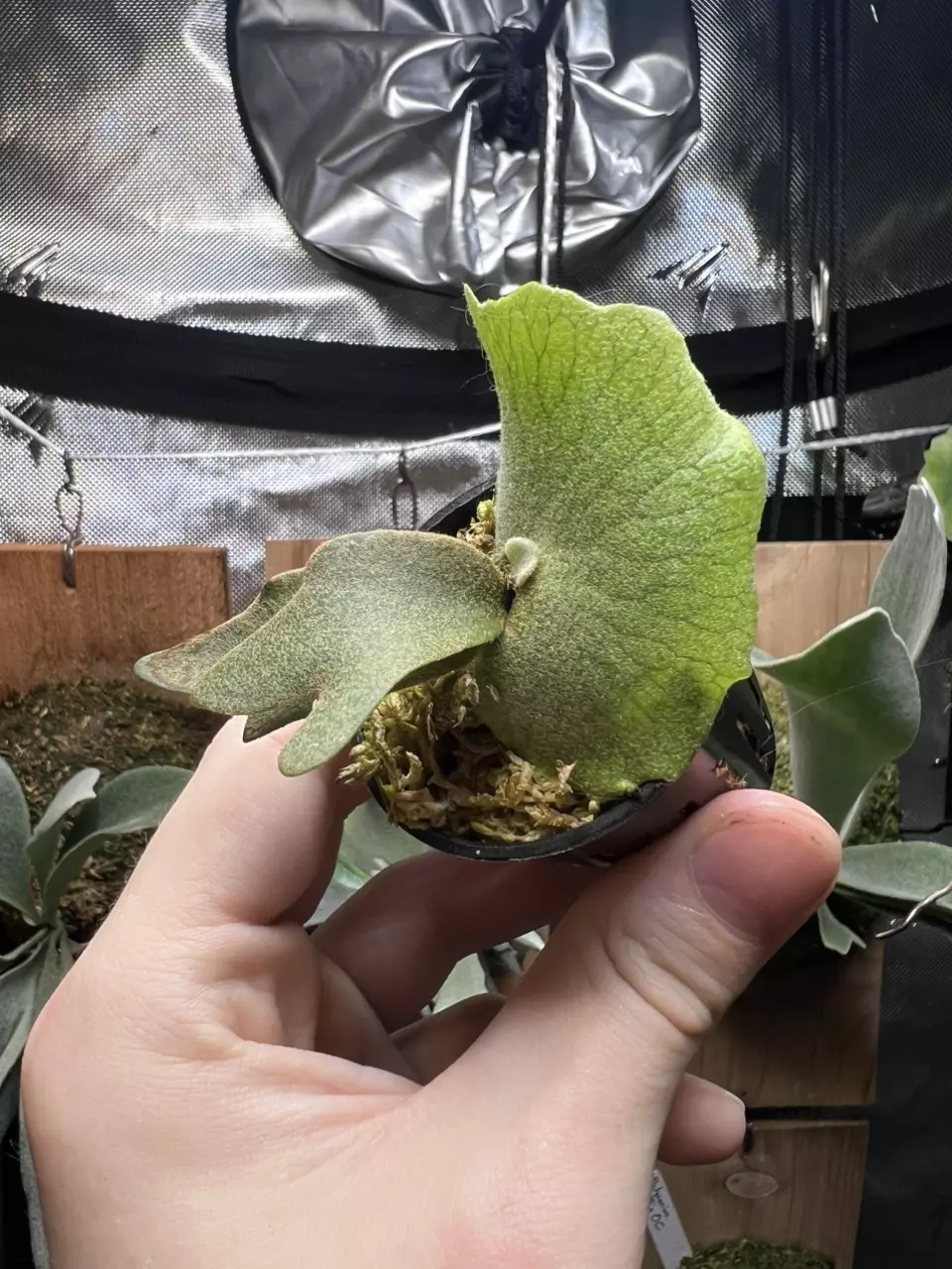 plant/Platycerium Jewel || Rare Dwarf Platycerium-1