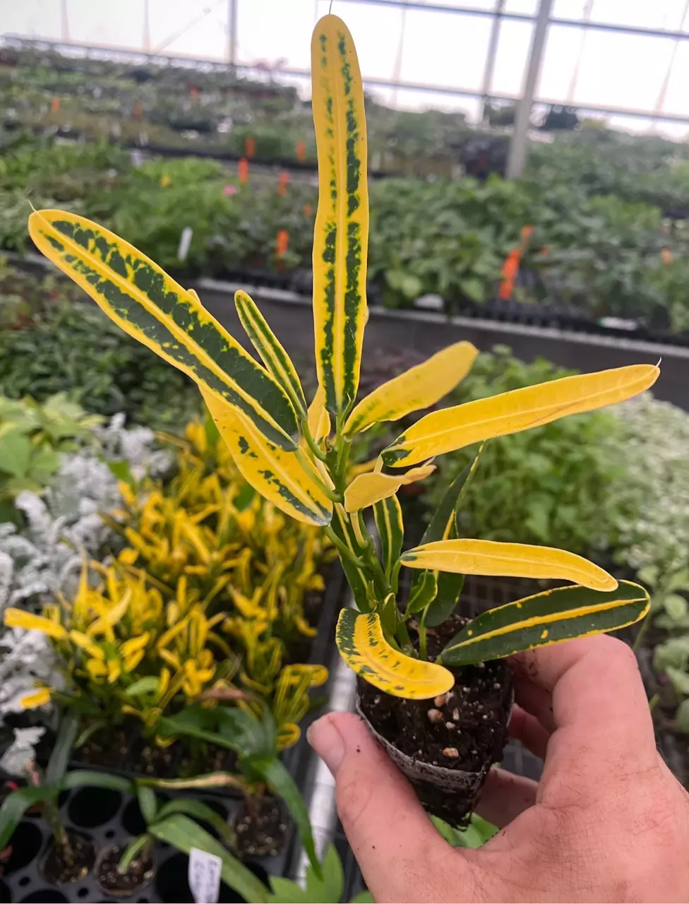 plant/Banana croton starter plant growers choice-1
