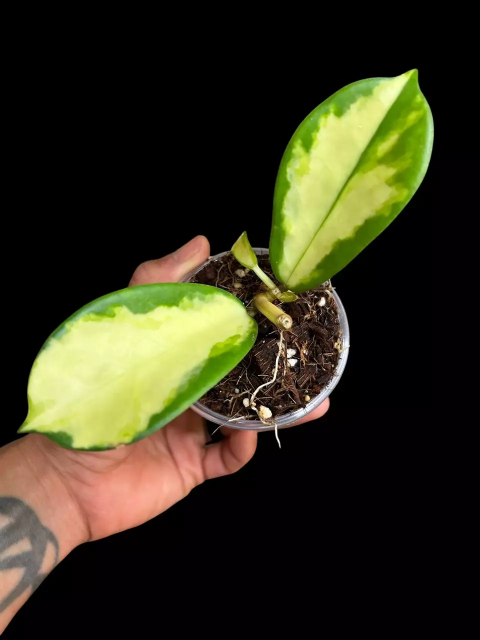 plant/H. Diversifolia ‘Maharani’-1
