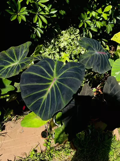 plant/Colocasia Lightsaber *STARTER*-4-thumbnail