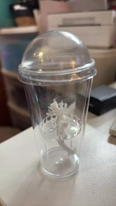 plant/3 Self watering pup/corm cups-0-thumbnail