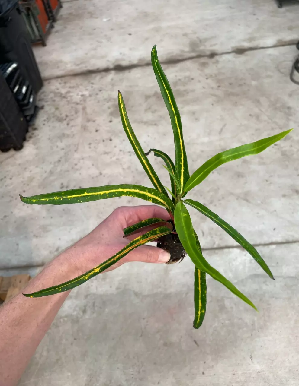 plant/Croton zanzibar starter plant growers choice-1