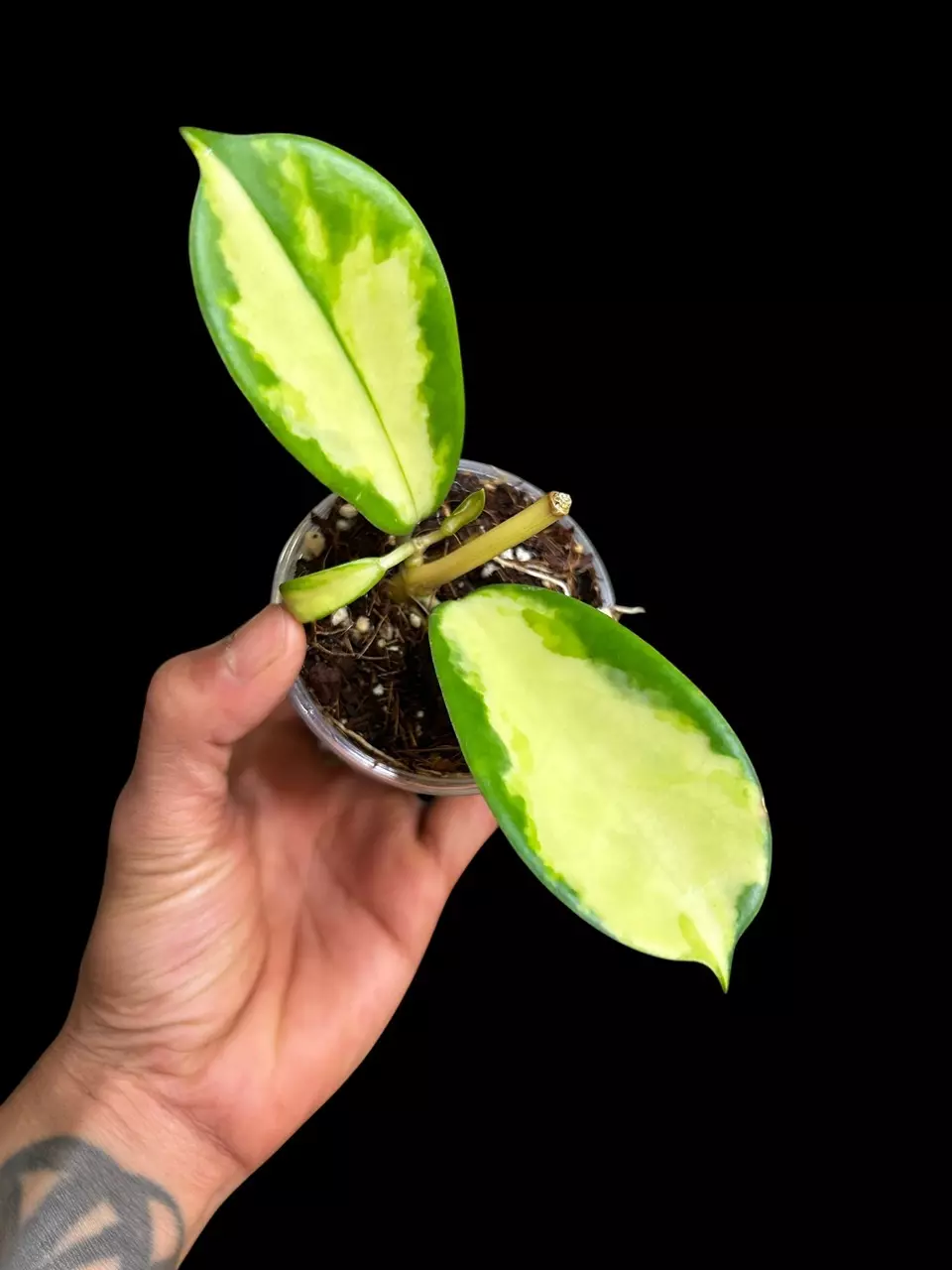 plant/H. Diversifolia ‘Maharani’-0