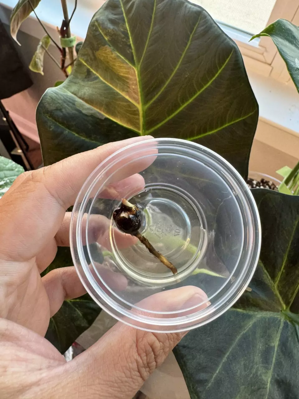 plant/Regal Shield Aurea CHUNKY Corm-0