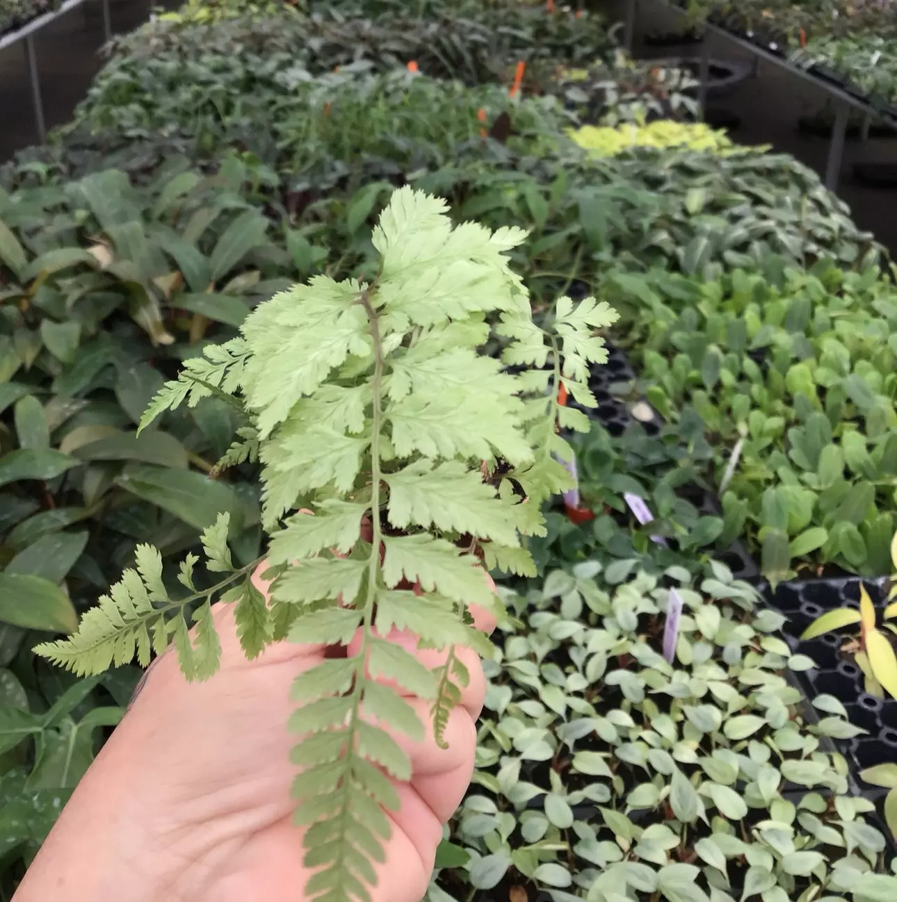 plant/Pearly white fern starter plant growers choice-1