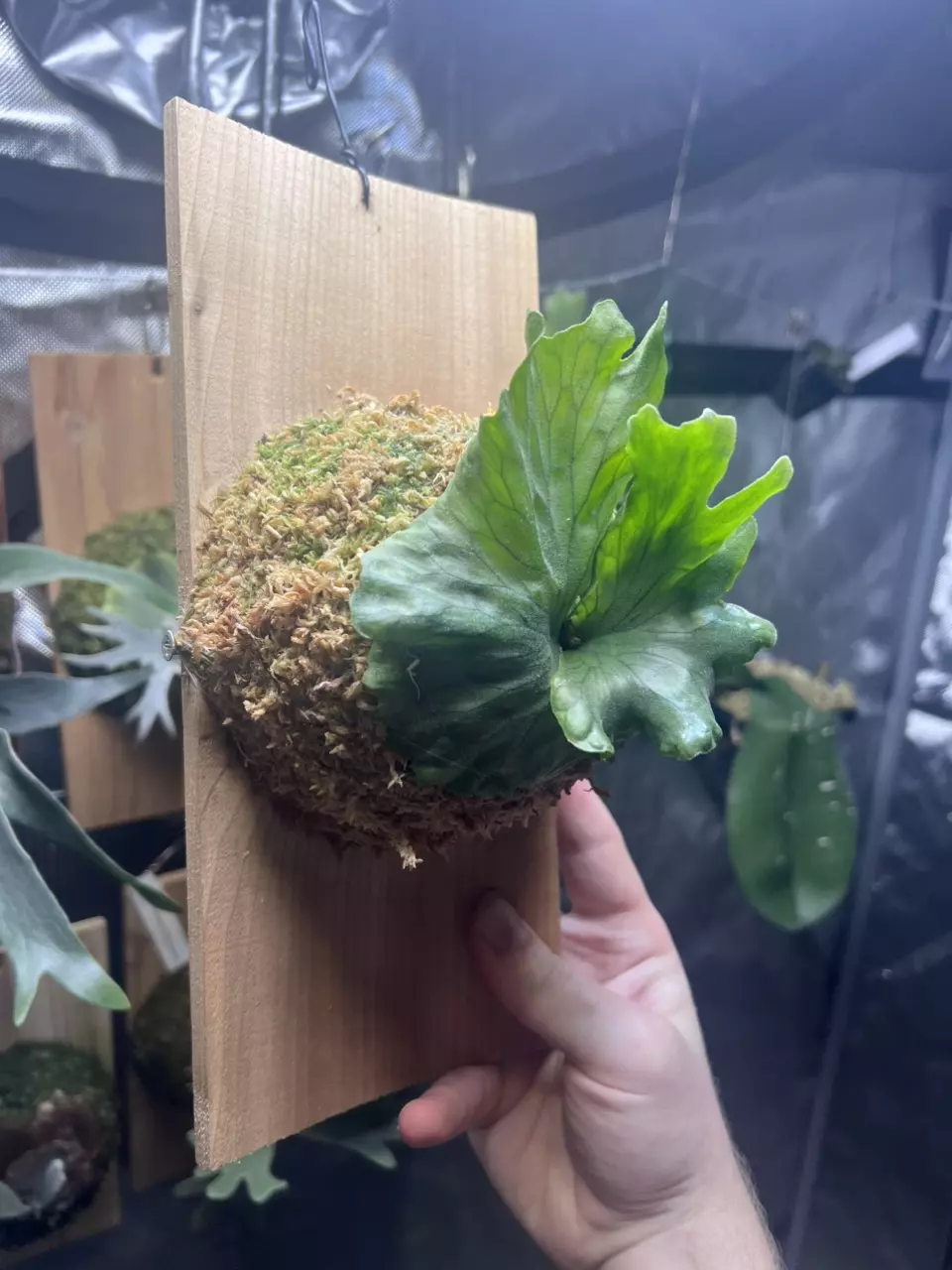 plant/Platycerium wandae Dwarf-2