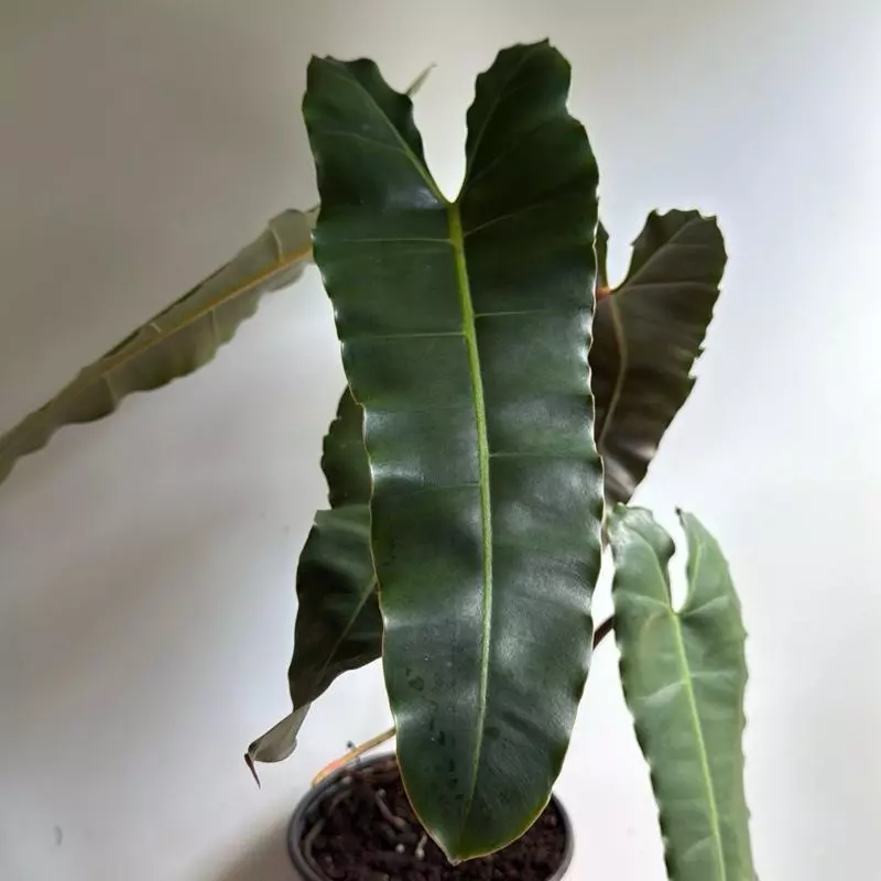 plant/Philodendron Black billietiae Billietiae x Atabapoense 6" pot-0