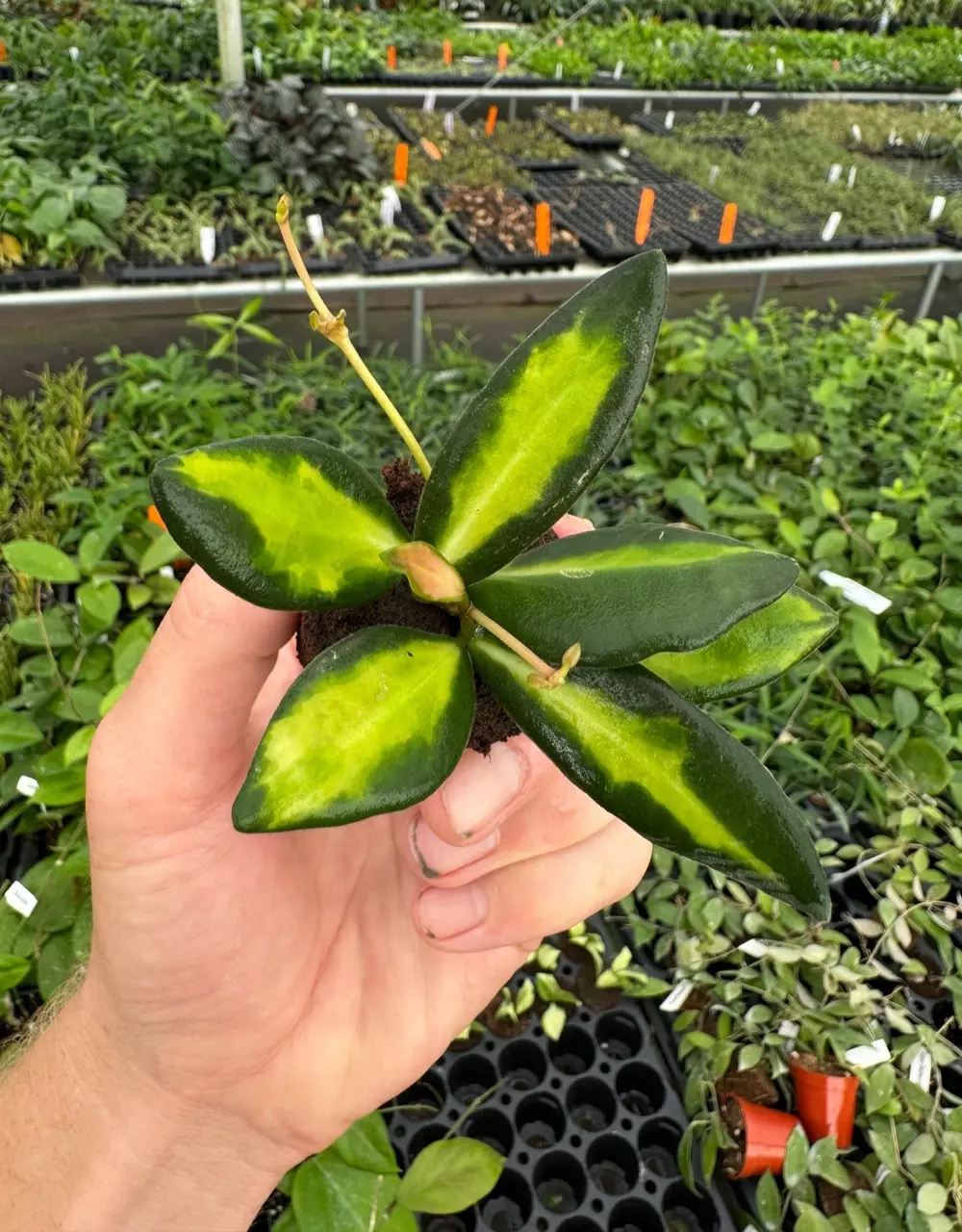plant/Variegated hoya ds-70 starter plant growers choice-1