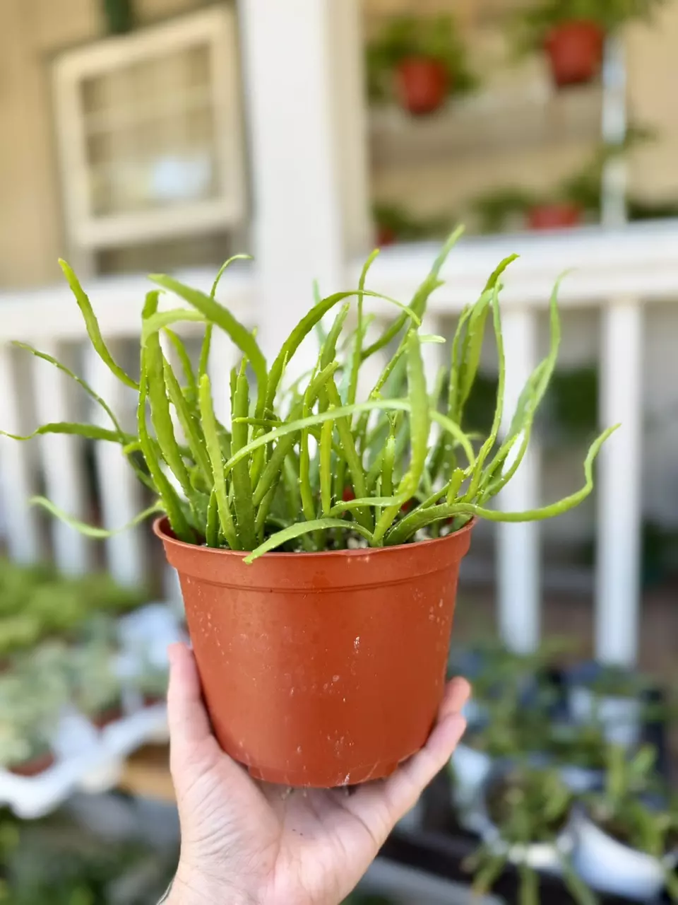 plant/6” Rhipsalis Boliviana (lover’s choice)-0
