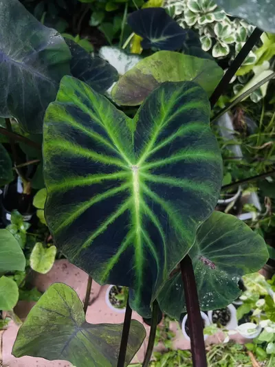 plant/Colocasia Lightsaber *STARTER*-3-thumbnail