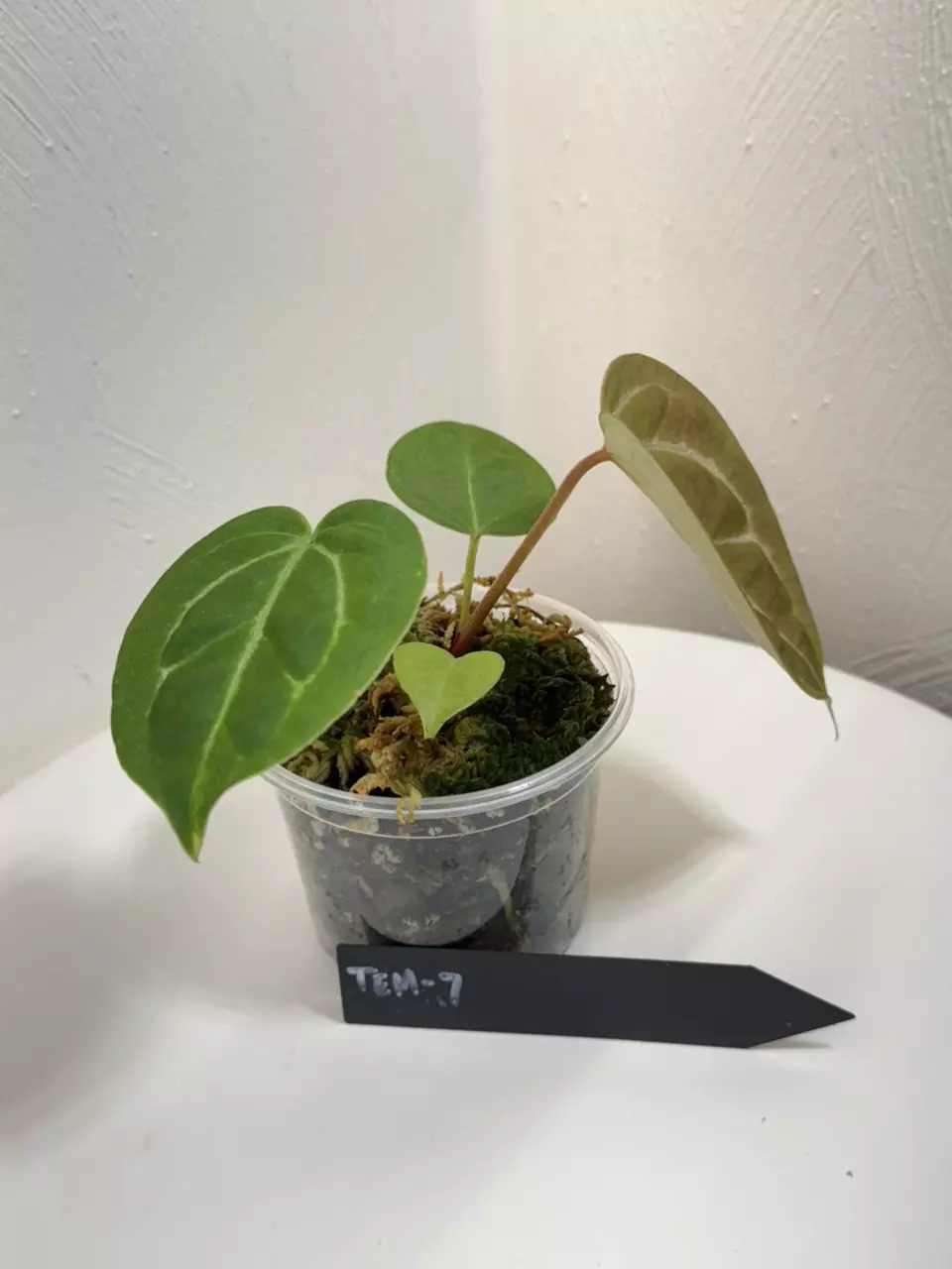 plant/TEM-7 BB Hybrid “Tehlu” x Doc Block “Michelle”-1