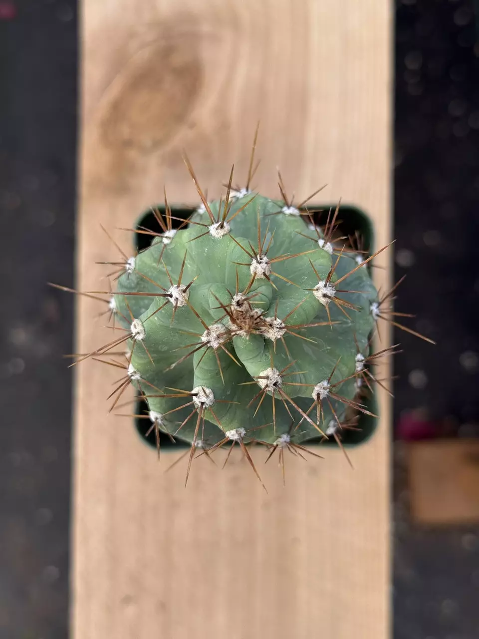 plant/Cereus forbesii spiralis | Spiral Cactus | Standard 3.5” Pot-0