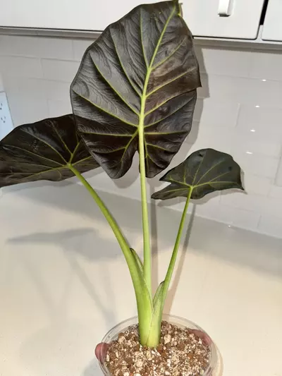 plant/Regal Shield Aurea CHUNKY Corm-3-thumbnail