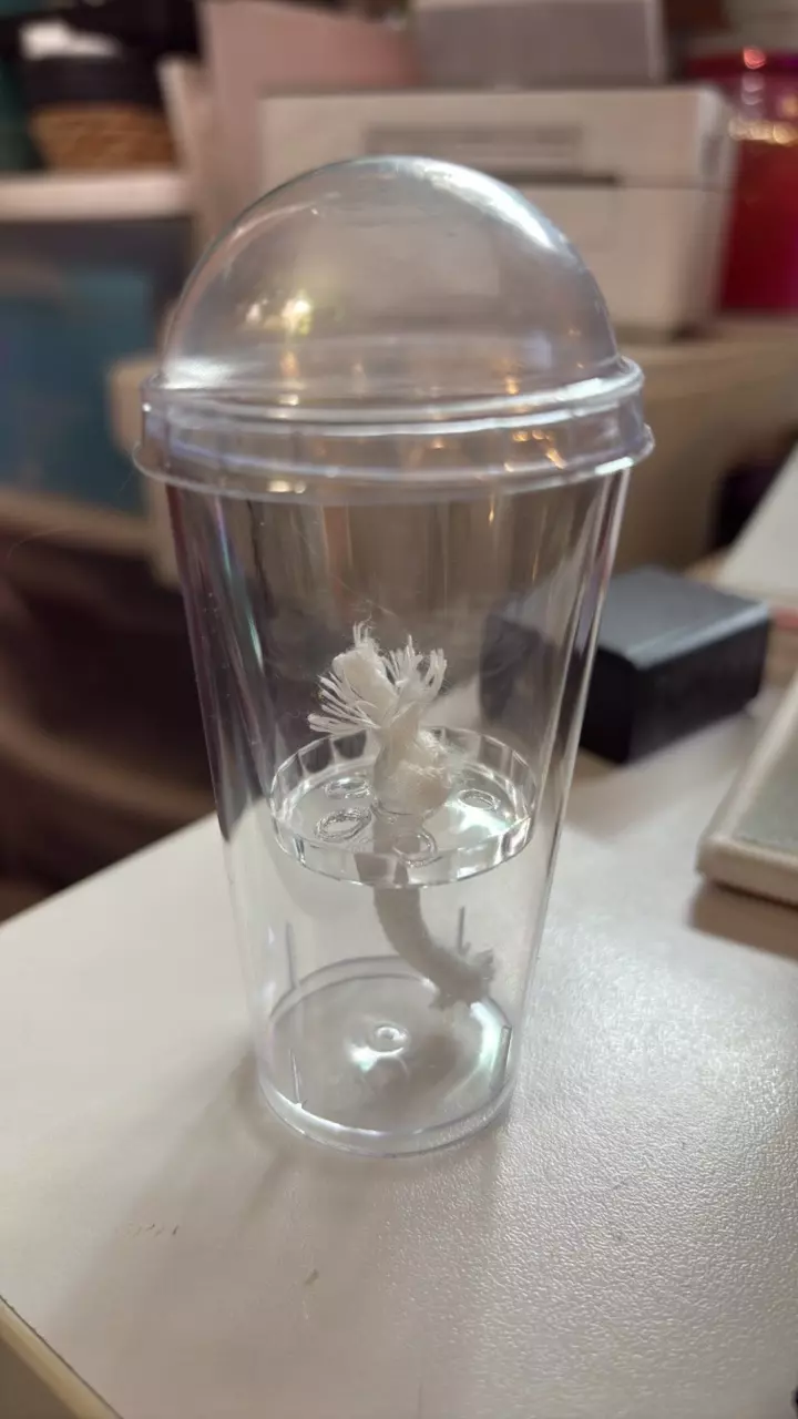 plant/6 Self watering pup/corm cups-0