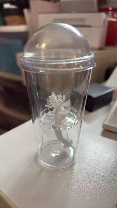 plant/6 Self watering pup/corm cups-0-thumbnail