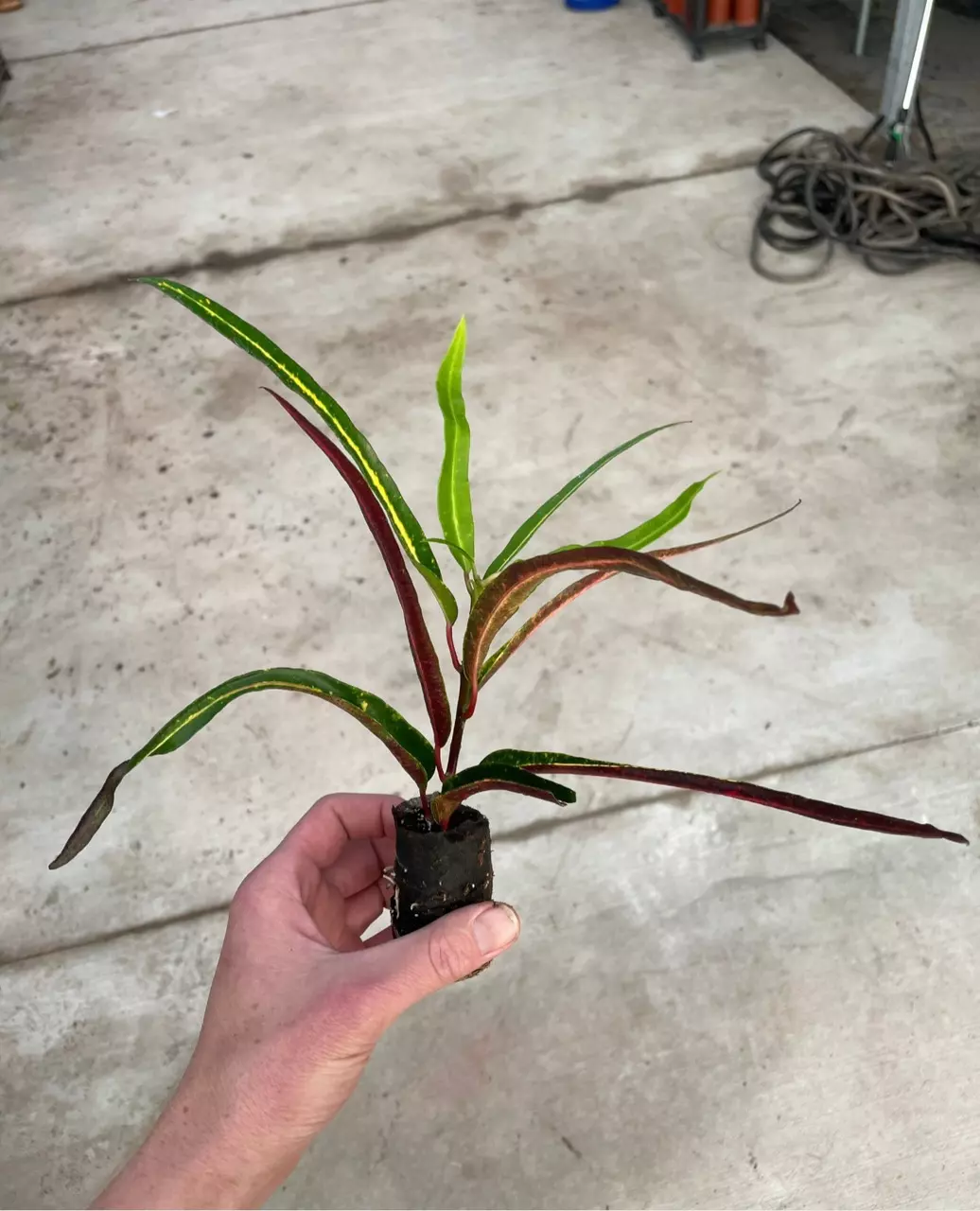 plant/Croton zanzibar starter plant growers choice-4
