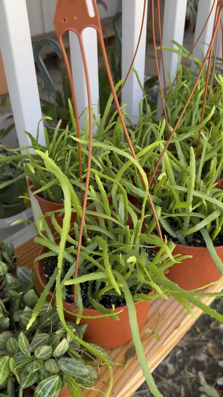 plant/6” Rhipsalis Boliviana (lover’s choice)-2