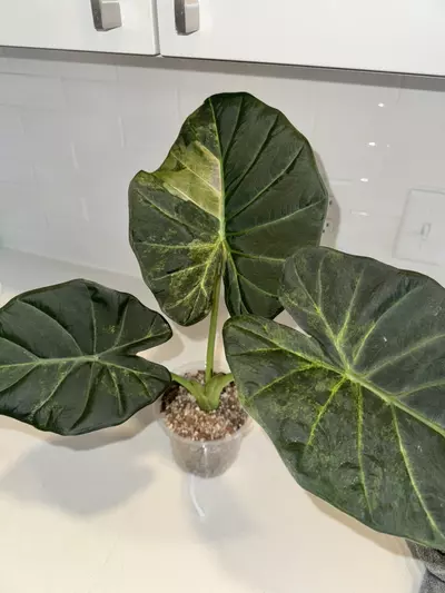 plant/Regal Shield Aurea CHUNKY Corm-2-thumbnail