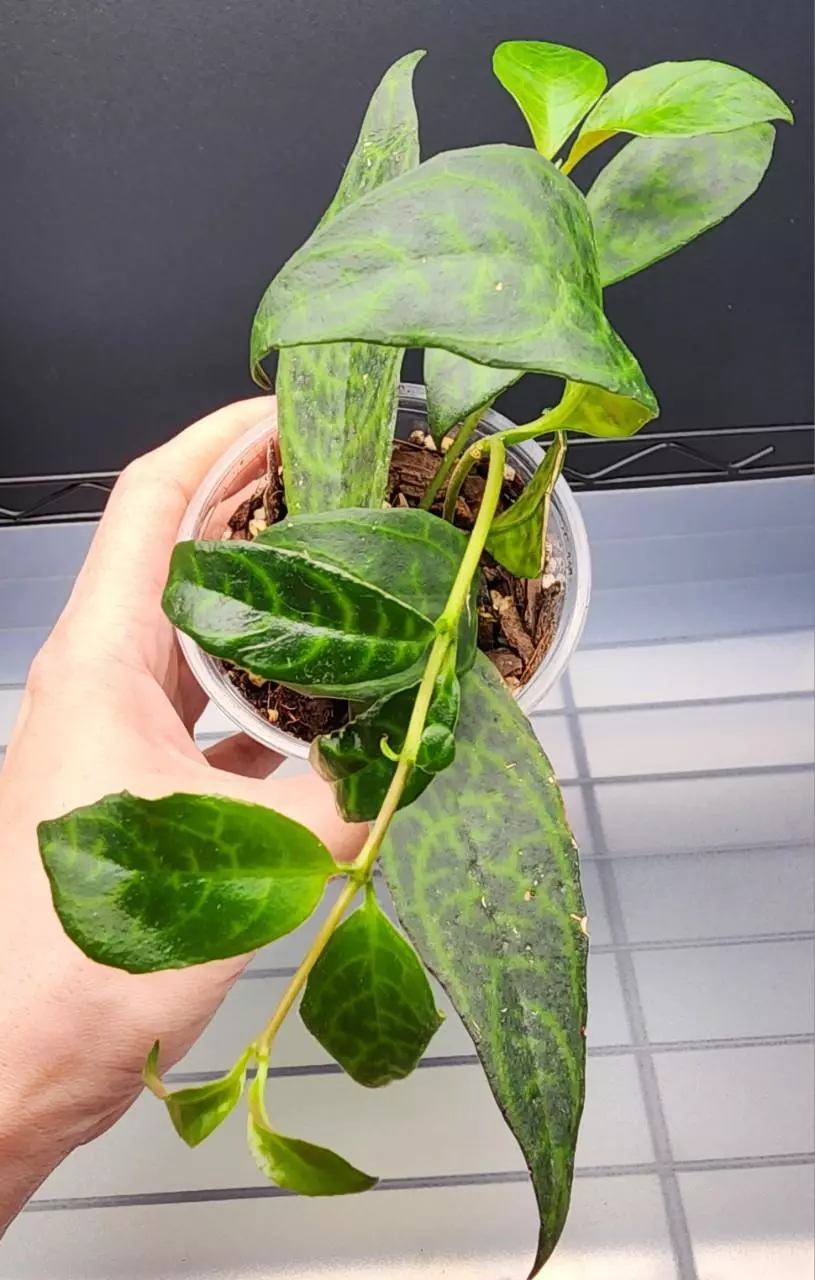 free_shipping/Black Pagoda Lipstick Plant-ADD ON-0