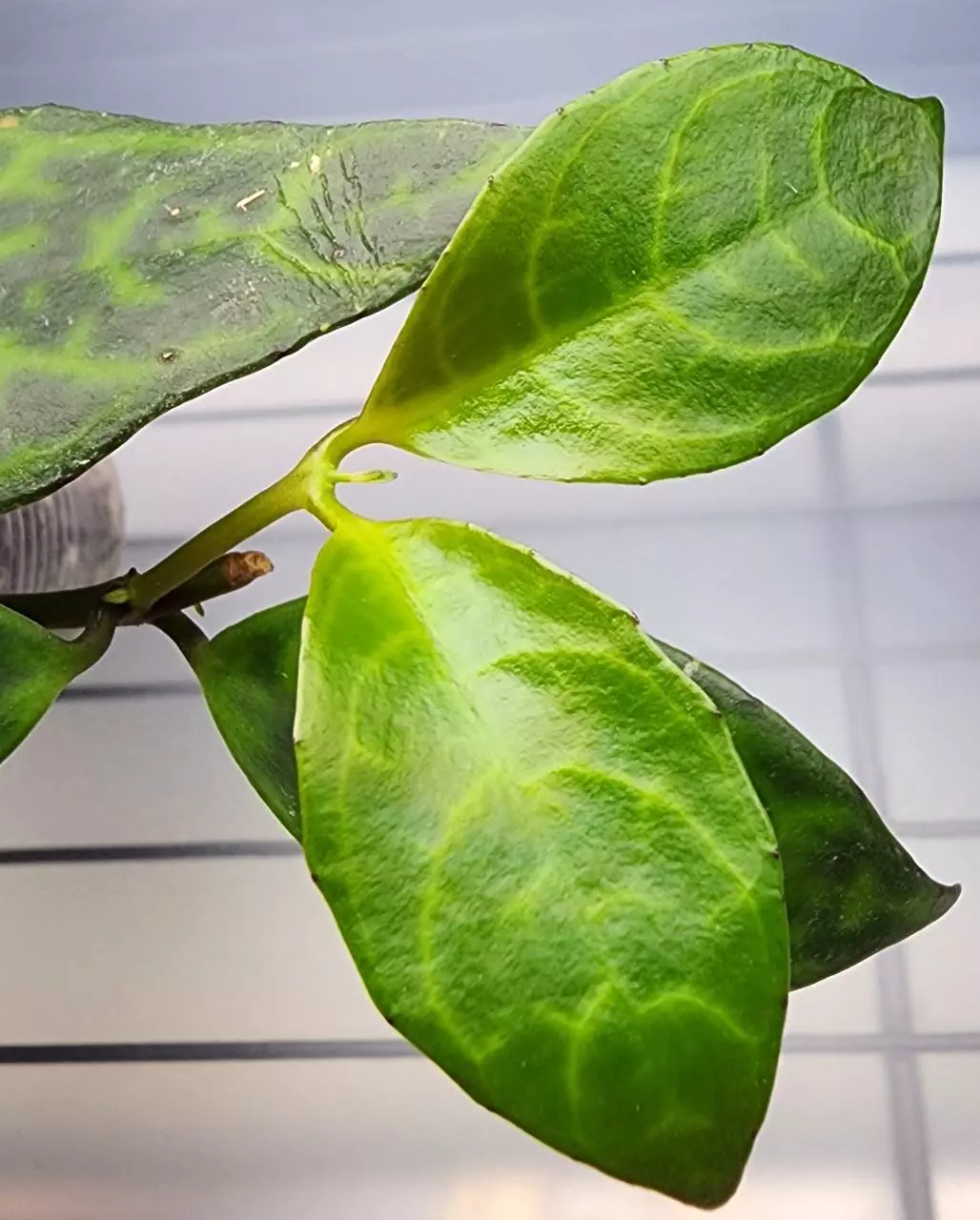 free_shipping/Black Pagoda Lipstick Plant-ADD ON-7