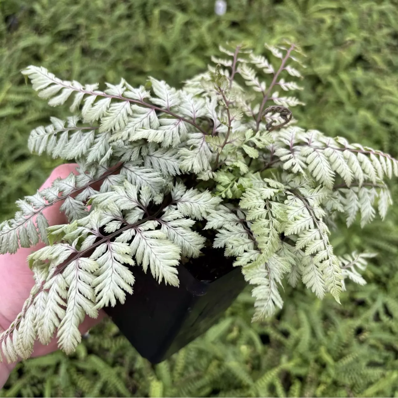 plant/Pearly white fern starter plant growers choice-0