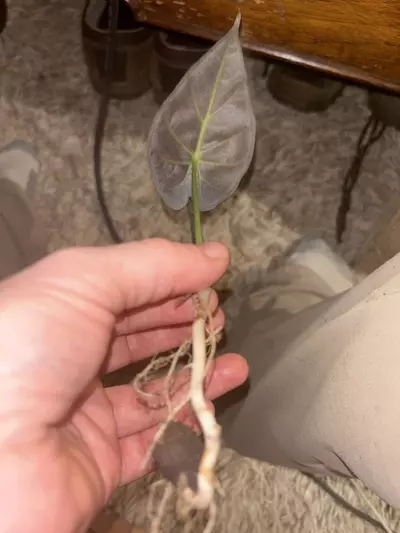 plant/Alocasia regal shields-1-thumbnail