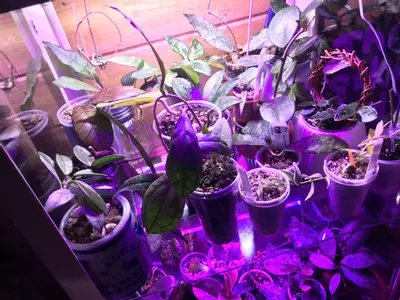 plant/Mystery hoya cuttings bundle 3x-4-thumbnail