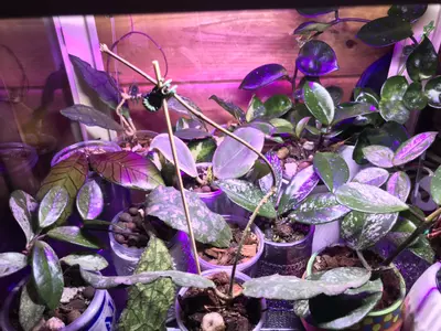 plant/Mystery hoya cuttings bundle 3x-3-thumbnail