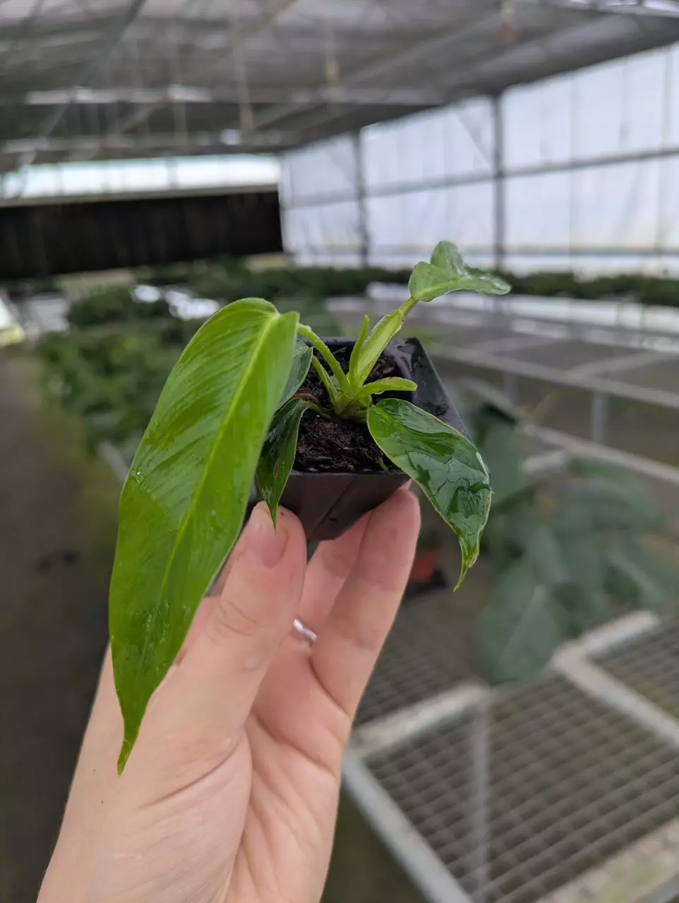 plant/Philodendron patriciae starter plant growers choice-1