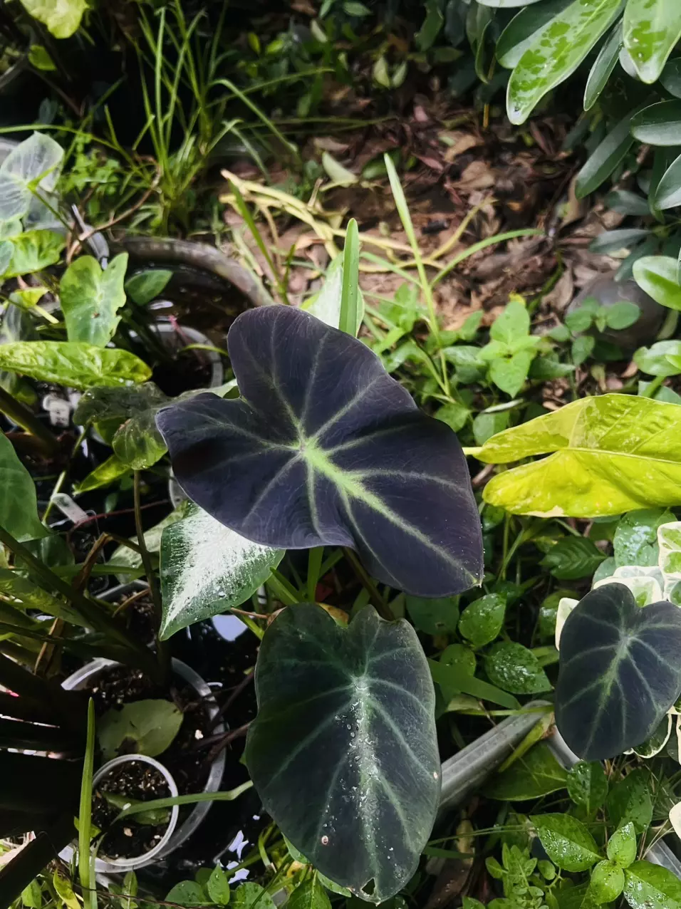 plant/Colocasia Lightsaber *STARTER*-5