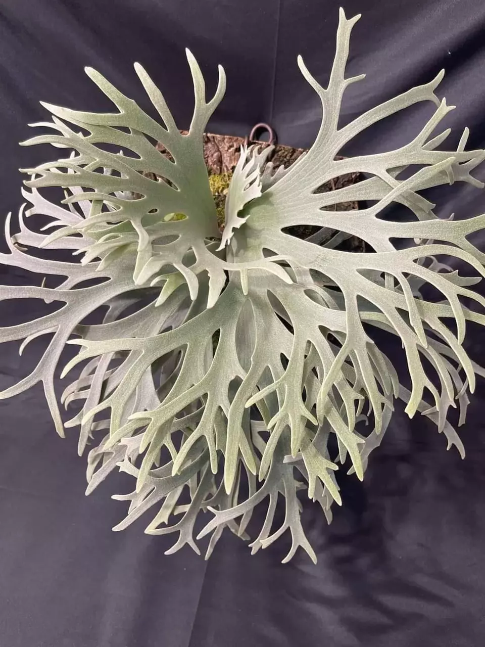 plant/Platycerium Jewel || Rare Dwarf Platycerium-4