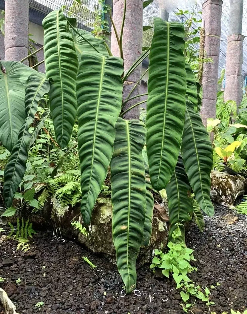 plant/Philodendron patriciae starter plant growers choice-0