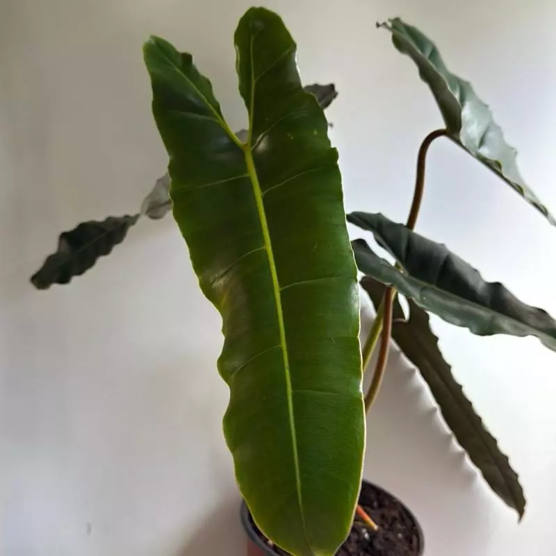 plant/Philodendron Black billietiae Billietiae x Atabapoense 6" pot-5